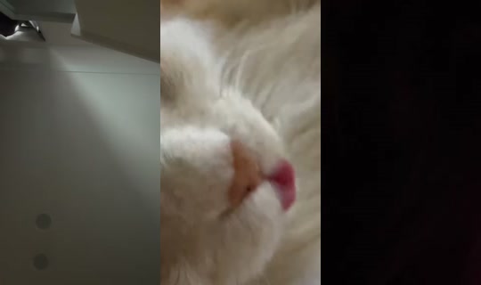 napunzzell's Stream - Jul 9, 2026, 4:14 AM