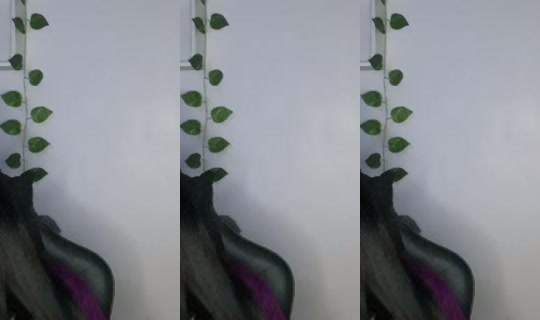 Rwacacia's Stream - Jul 28, 2026, 2:19 AM