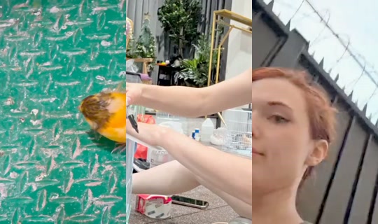 amouranth's Stream - Jul 26, 2026, 12:51 AM