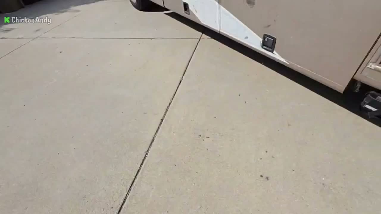 chickenandy