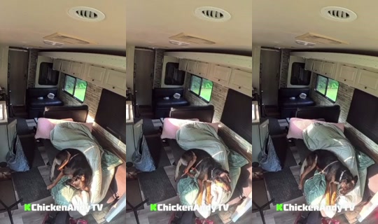 Stream di chickenandytv - 11 ago 2026, 11:11