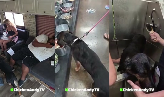 chickenandytv's Stream - Aug 13, 2026, 5:53 PM