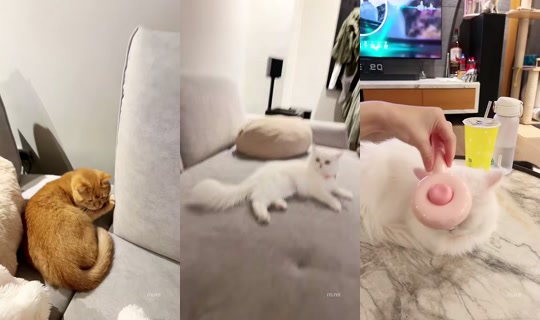 209209's Stream - Aug 4, 2026, 1:05 PM