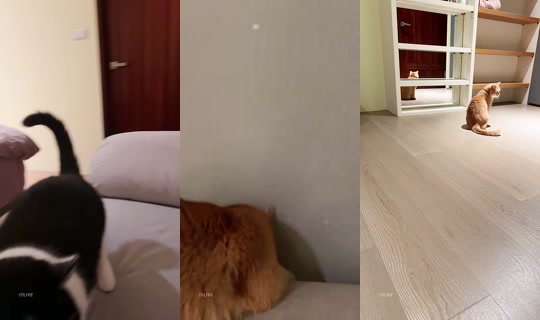 209209's Stream - Aug 6, 2026, 1:37 PM