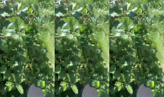 1752998802978135041's Stream - Jul 26, 2026, 8:16 AM