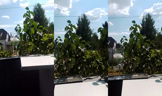 blackqueen1866's Stream - Jul 17, 2026, 10:36 AM