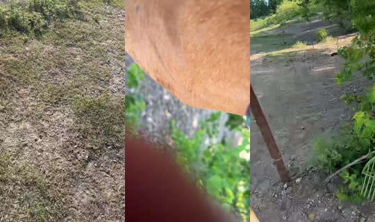 dizzymiss.lizzie's Stream - Jul 31, 2026, 1:28 PM