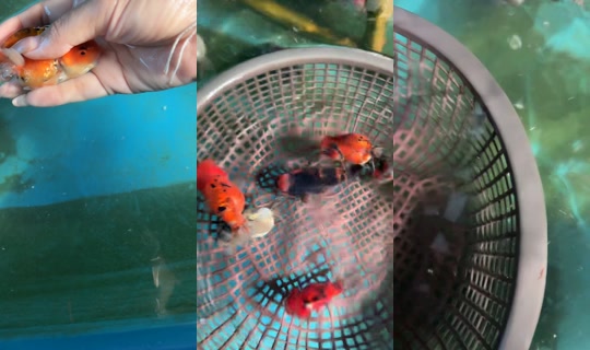 nampanida25's Stream - Jul 11, 2026, 11:35 AM
