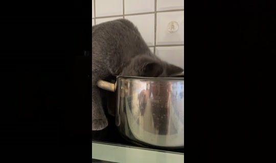 sophiakennstdu's Stream - Aug 9, 2026, 8:24 AM