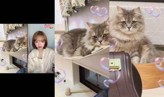 supermelonchan__'s Stream - Aug 7, 2026, 8:16 AM