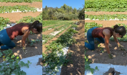 thatfarmgirllaura Yayını - 9 Ağu 2026 17:51