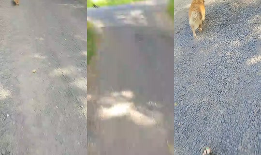 zakreconylook's Stream - Aug 10, 2026, 2:43 PM