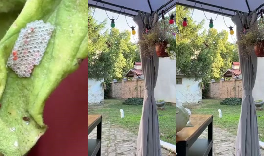 gavrilka's Stream - Aug 15, 2026, 3:36 PM