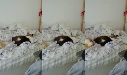 notlisanna's Stream - Aug 24, 2026, 12:31 PM