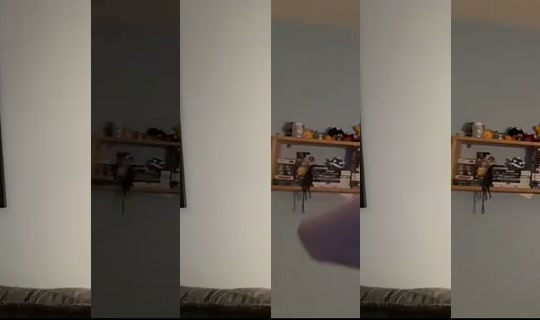 CharlieHatesClowns's Stream - Sep 10, 2026, 6:16 AM