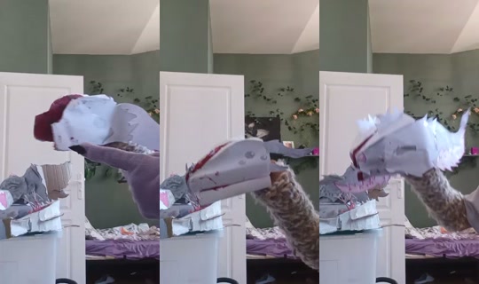 sharkythesharkcat. Gravado em 23 de set. de 2026, 8:11