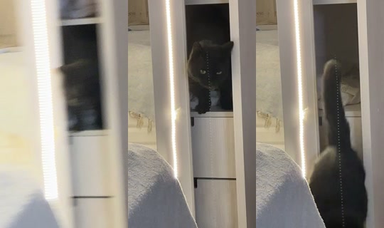 _lumina_rose's Stream - Apr 18, 2026, 6:43 PM