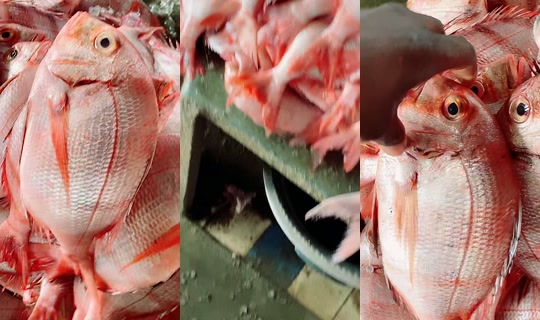 coumba.gn24's Stream - Apr 19, 2026, 11:14 AM