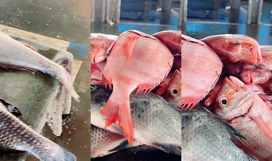 coumba.gn24's Stream - Apr 19, 2026, 12:06 PM