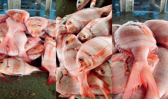 coumba.gn24's Stream - Apr 19, 2026, 2:17 PM