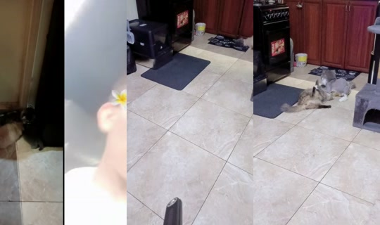 bellacybell's Stream - May 3, 2026, 2:57 AM