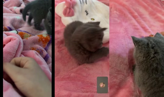 l4roshlive's Stream - May 3, 2026, 12:17 PM