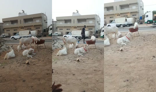 diamsenegal's Stream - May 14, 2026, 7:09 PM