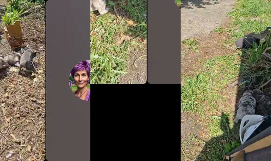 .sandgaard's Stream - May 21, 2026, 10:56 AM