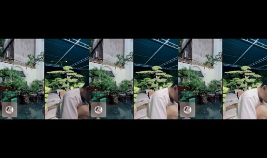 tayrambo_bonsai Recorded on Jun 3, 2026, 11:41 AM