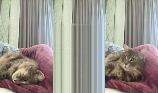 catlady_ تم التسجيل في 10 يونيو 2026، 10:30 ص