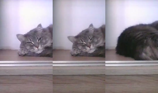 catlady_ تم التسجيل في 11 يونيو 2026، 1:20 م
