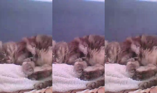 Live de catlady_ - 25 de jun. de 2026, 14:08