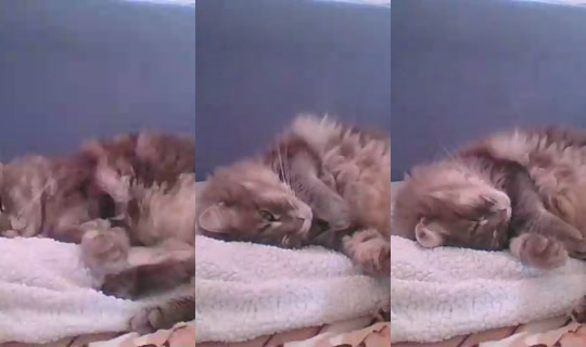 Live de catlady_ - 25 de jun. de 2026, 14:26