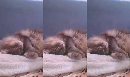 Live de catlady_ - 25 de jun. de 2026, 14:44