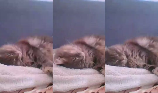 Live de catlady_ - 25 de jun. de 2026, 15:02