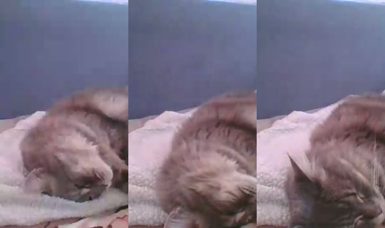 Live de catlady_ - 25 de jun. de 2026, 15:20